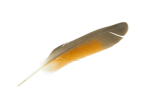 istock Beautiful feather isolated on white background 2172053912