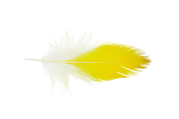 istock Parrot yellow feather isolated on white background 2172053916