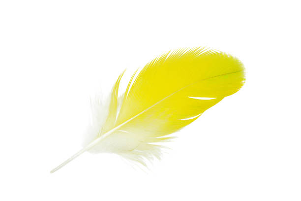 yellow-white and gray wavy parrot feathers photographed from close range