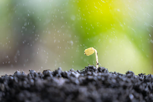 istock Close-up of a small tree growing in the soil with the sun setting. Green background. 2172054792