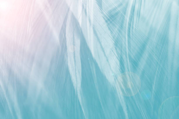 istock Beautiful green turquoise color trends feather texture background with pink light 2172055007