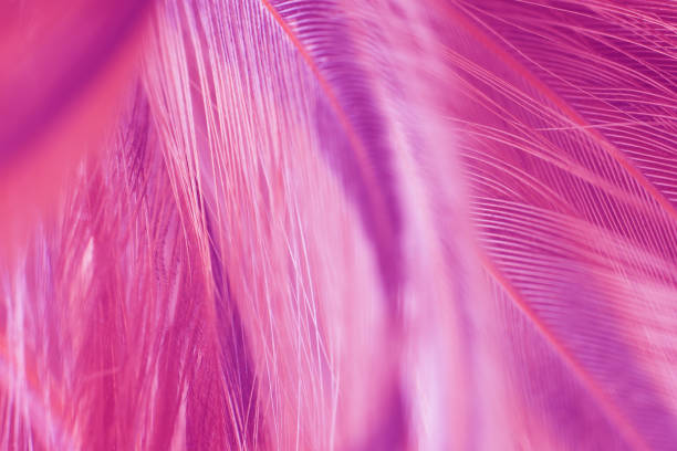 istock Beautiful purple color trends feather texture abstract background 2172055020