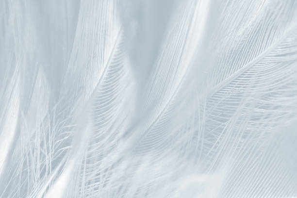 istock Beautiful white baby blue colors tone feather pattern texture background 2172055025