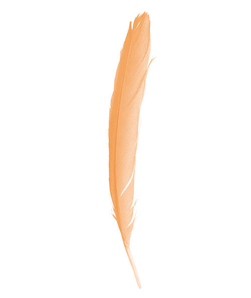 istock Beautiful orange colors tone feather isolated on white background 2172055064