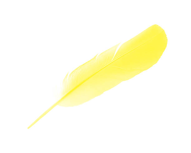 istock Beautiful bright yellow colors tone feather isolated on white background 2172055257