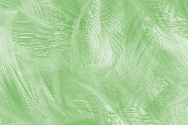 Beautiful lime green color trends feather texture background