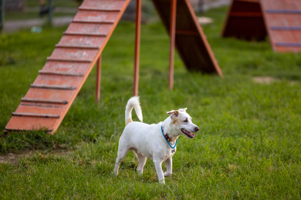 Dogs playing in a dog park