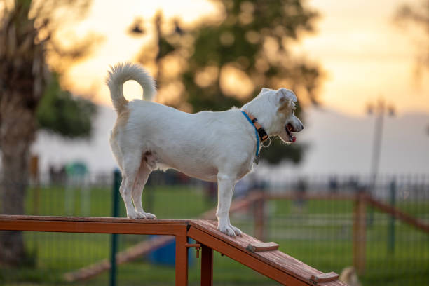 istock Dogs playing in a dog park 2172055709