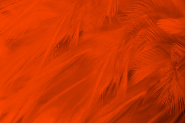 istock Beautiful orange colors trend feather texture background, trends color 2172055745