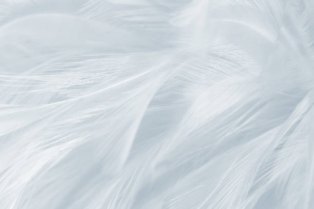 istock Gray white baby blue feather wooly pattern texture background 2172055783