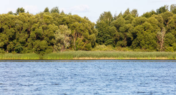 istock Green trees on the horizon on the lake shore 2172060299