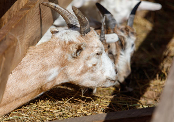 Close-up of a goat with long fur and horns, standing in a farm enclosure, gazing directly at the camera