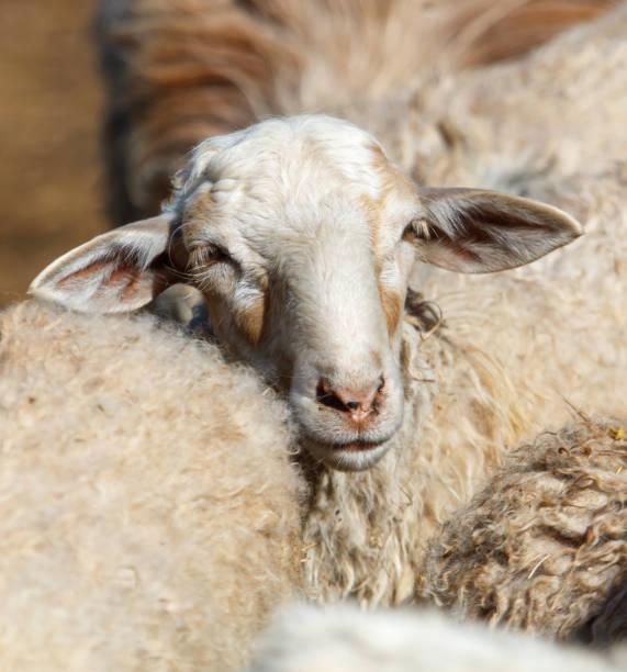 istock Portrait of a ram on a farm 2172060457