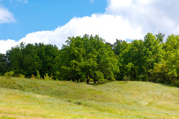 Green trees in the steppe in summer.