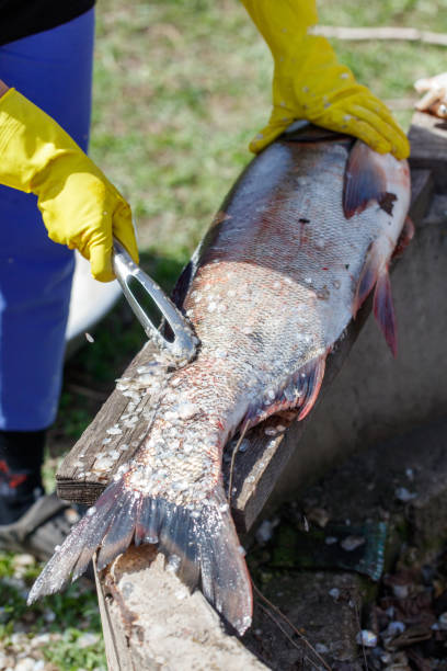istock A woman cleans fish in nature 2172060544