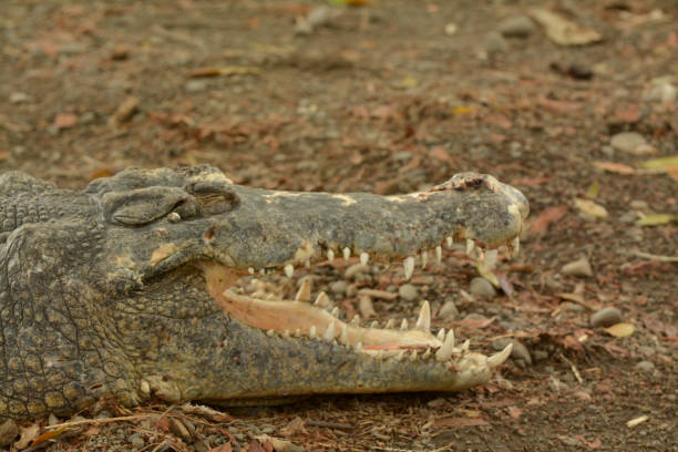 istock Close-Up of a Freshwater Crocodile's Head 2172062548
