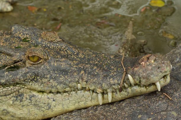 istock Close-Up of a Freshwater Crocodile's Head 2172062565