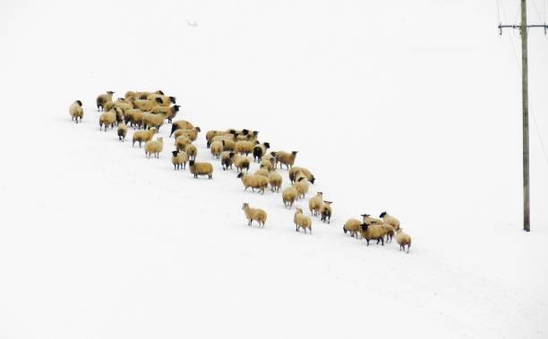 istock Sheep in the winter snow 2172063190