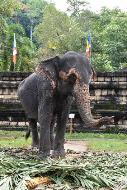 istock 'Rani', the elephant at Dalada Maligawa temple 2172063633