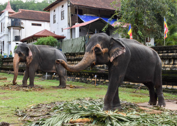 istock Elephants named 'Rani' & 'Ratna' at The Kandy Esala Perahera 2172065429