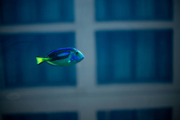 Palette surgeon fish swimming in blue water