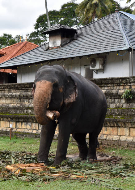 istock The tusker 'Sama' at The Kandy Esala Perahera 2172067984