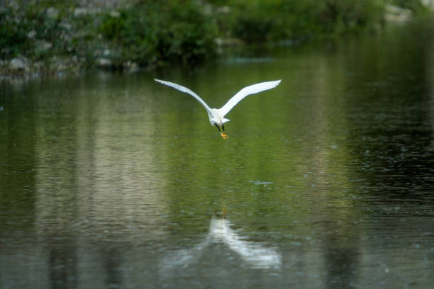 Egret (Egretta garzetta) in flight on lake water surface in Tuscany, profile portrait with copy space