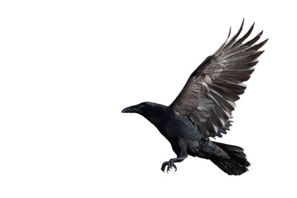 istock Birds flying raven isolated on white background Corvus corax. Halloween 2172070754