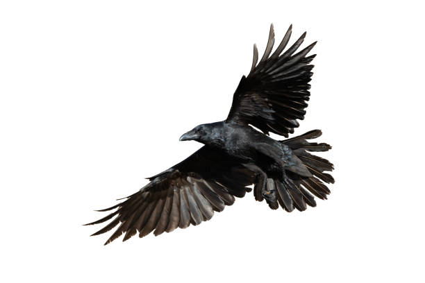 istock Birds flying raven isolated on white background Corvus corax. Halloween 2172070759