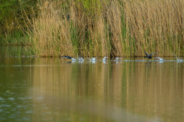 Dynamic image of a Eurasian Coot (Fulica atra) sprinting along the water’s edge in the Gabbianello Oasis wetland, leaving a lively splash trail in its wake. This action shot captures the bird’s agility and interaction with its natural habitat, showcasing the vibrant life within this protected area. Ideal for illustrating themes of bird behavior, wetland ecosystems, and the unique biodiversity of the Mugello region in Tuscany.