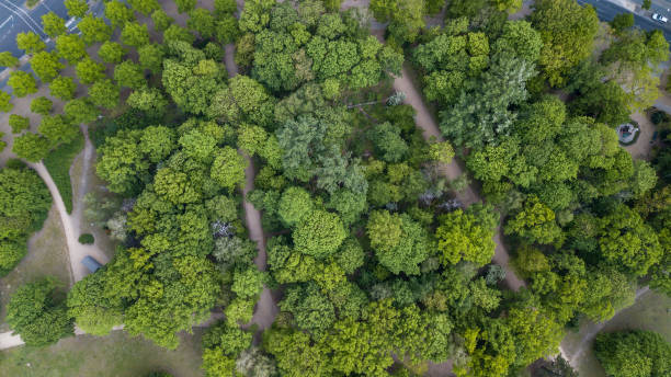 istock Aerial view of trees in Berlin, Germany 2172070779