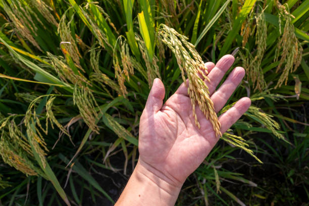 Holding mature rice ears in hand and observing their maturity status