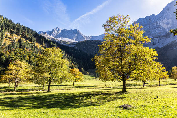 istock maple trees at Ahornboden, Karwendel mountains, Tyrol, Austria 2172074658