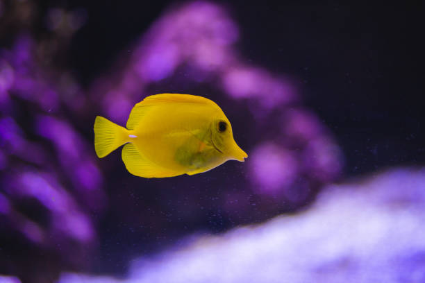 Yellow fish with light in aquarium