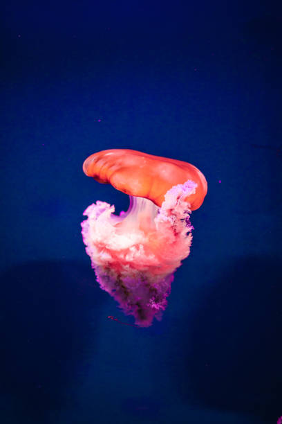 istock Colorful jellyfish with lights in aquarium 2172074925