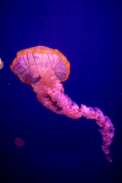 istock Colorful jellyfish with lights in aquarium 2172075011