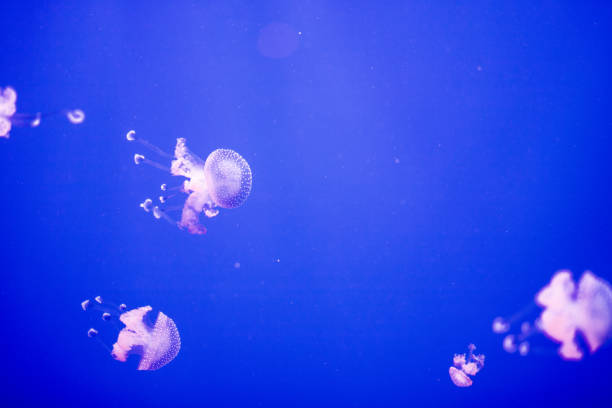 Colorful jellyfish with lights in aquarium