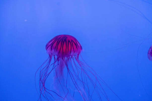 istock Colorful jellyfish with lights in aquarium 2172075674