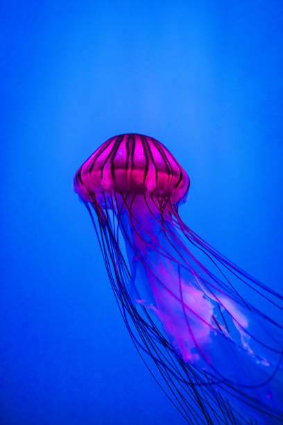 istock Colorful jellyfish with lights in aquarium 2172075683