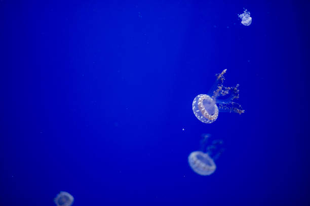 istock Colorful jellyfish with lights in aquarium 2172076096