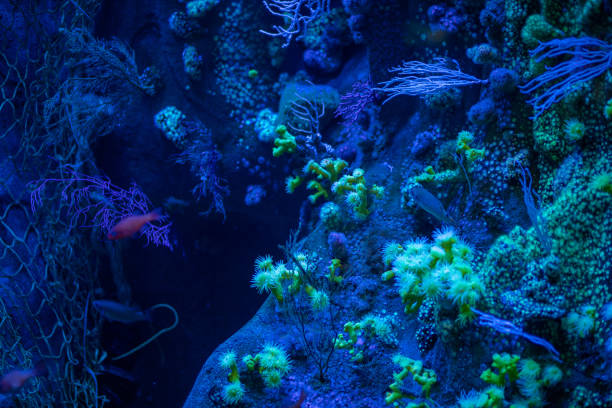 istock Colorful corals in aquarium 2172077002