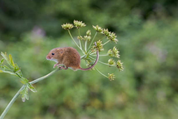 istock Harvest Mouse on a wild carrot plant stem 2172080815