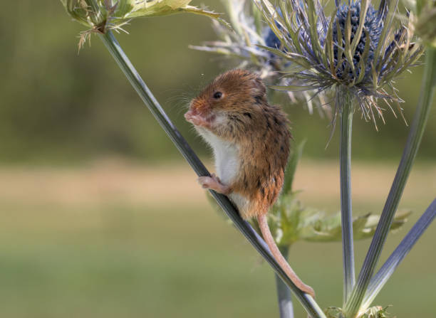 istock Harvest Mouse on a blue erygos plant 2172080946