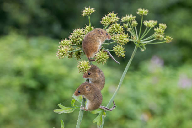 The harvest mouse is a small rodent native to Europe and Asia. It is typically found in fields of cereal crops, such as wheat and oats, in reed beds and in other tall ground vegetation, such as long grass and hedgerows.