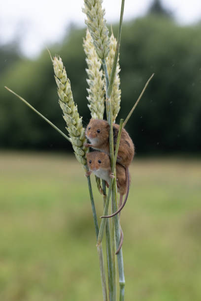 The harvest mouse is a small rodent native to Europe and Asia. It is typically found in fields of cereal crops, such as wheat and oats, in reed beds and in other tall ground vegetation, such as long grass and hedgerows.