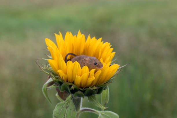 The harvest mouse is a small rodent native to Europe and Asia. It is typically found in fields of cereal crops, such as wheat and oats, in reed beds and in other tall ground vegetation, such as long grass and hedgerows.