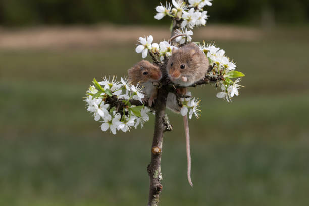 The harvest mouse is a small rodent native to Europe and Asia. It is typically found in fields of cereal crops, such as wheat and oats, in reed beds and in other tall ground vegetation, such as long grass and hedgerows.