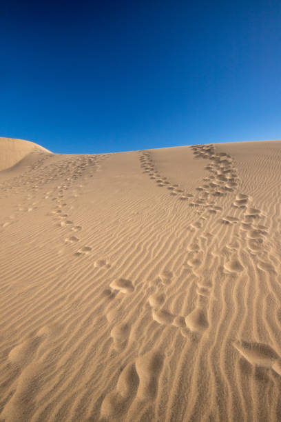 Footprints of shoes on a sandy beach in Galveston, Texas, USA