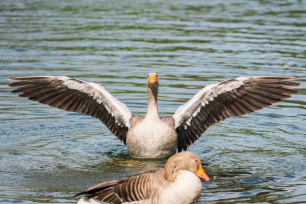 A greylag goose with spread wings on a pond.