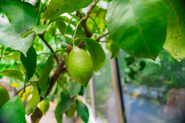 istock Fresh Green Lemon Fruit Hanging on a Lemon Tree During Spring Time Close-up in a Bio Sphere Garden 2172088943